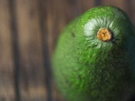 Postcosecha de la palta y la necesidad de contar con barreras naturales contra antracnosis y pudrición peduncular