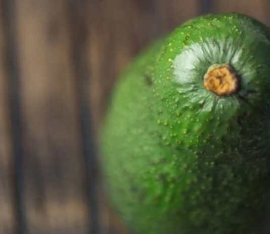 Postcosecha de la palta y la necesidad de contar con barreras naturales contra antracnosis y pudrición peduncular