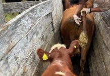 Programa de Control Diarrea Viral Bovina registra importantes avances