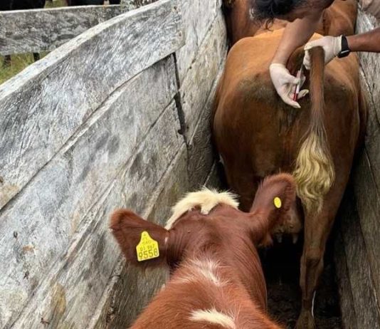 Programa de Control Diarrea Viral Bovina registra importantes avances