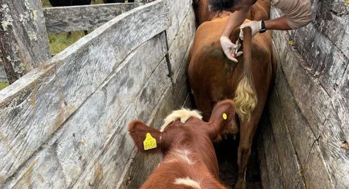 Programa de Control Diarrea Viral Bovina registra importantes avances