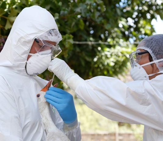 SAG confirma caso de influenza aviar H5N1 en aves silvestres en la región de Valparaíso
