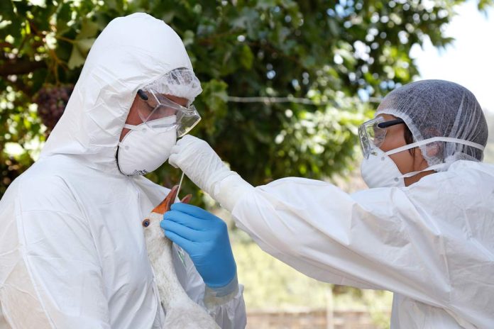 SAG confirma caso de influenza aviar H5N1 en aves silvestres en la región de Valparaíso