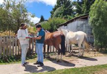 SAG refuerza requisitos de trazabilidad e identificación obligatoria para equinos en todo el país