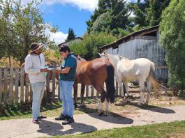SAG refuerza requisitos de trazabilidad e identificación obligatoria para equinos en todo el país