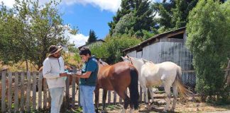 SAG refuerza requisitos de trazabilidad e identificación obligatoria para equinos en todo el país SAG refuerza requisitos de trazabilidad e identificación obligatoria para equinos en todo el país