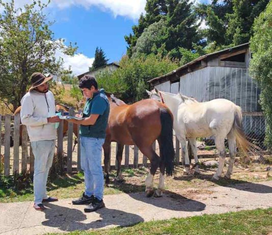 SAG refuerza requisitos de trazabilidad e identificación obligatoria para equinos en todo el país SAG refuerza requisitos de trazabilidad e identificación obligatoria para equinos en todo el país