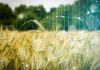 USA | Con el premio NSF, un científico agrícola de WSU aprovecha la IA para identificar trigo de mayor rendimiento