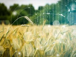 USA | Con el premio NSF, un científico agrícola de WSU aprovecha la IA para identificar trigo de mayor rendimiento USA | Con el premio NSF, un científico agrícola de WSU aprovecha la IA para identificar trigo de mayor rendimiento