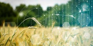 USA | Con el premio NSF, un científico agrícola de WSU aprovecha la IA para identificar trigo de mayor rendimiento