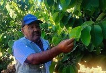 Un verdadero oasis es el huerto sustentable que el agricultor Hugo Carmona posee en la comuna de Andacollo