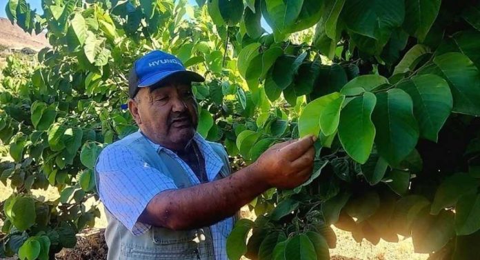 Un verdadero oasis es el huerto sustentable que el agricultor Hugo Carmona posee en la comuna de Andacollo