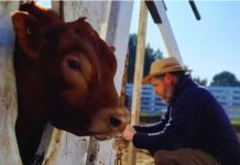 Una alianza estratégica para impulsar la mejora genética de la raza Limangus