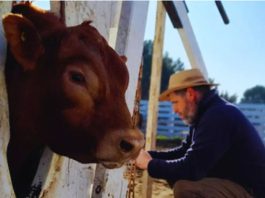 Una alianza estratégica para impulsar la mejora genética de la raza Limangus Una alianza estratégica para impulsar la mejora genética de la raza Limangus