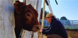 Una alianza estratégica para impulsar la mejora genética de la raza Limangus Una alianza estratégica para impulsar la mejora genética de la raza Limangus