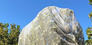 Innovación en el Sur: Zimex evalúa el impacto de la Polinización Asistida en Avellano Europeo mediante sistemas de Mallas de Cosecha