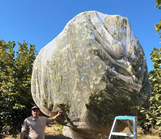 Innovación en el Sur: Zimex evalúa el impacto de la Polinización Asistida en Avellano Europeo mediante sistemas de Mallas de Cosecha