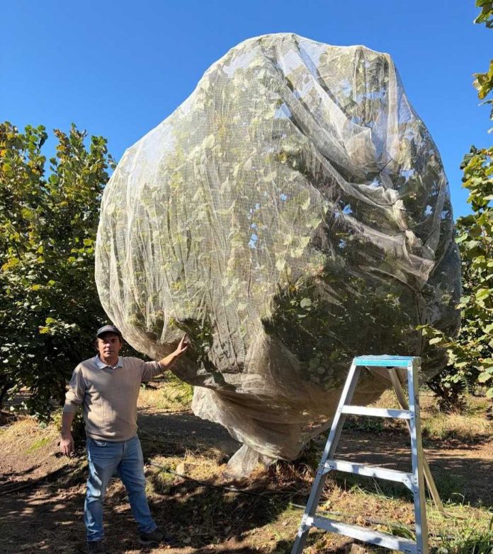 Innovación en el Sur: Zimex evalúa el impacto de la Polinización Asistida en Avellano Europeo mediante sistemas de Mallas de Cosecha