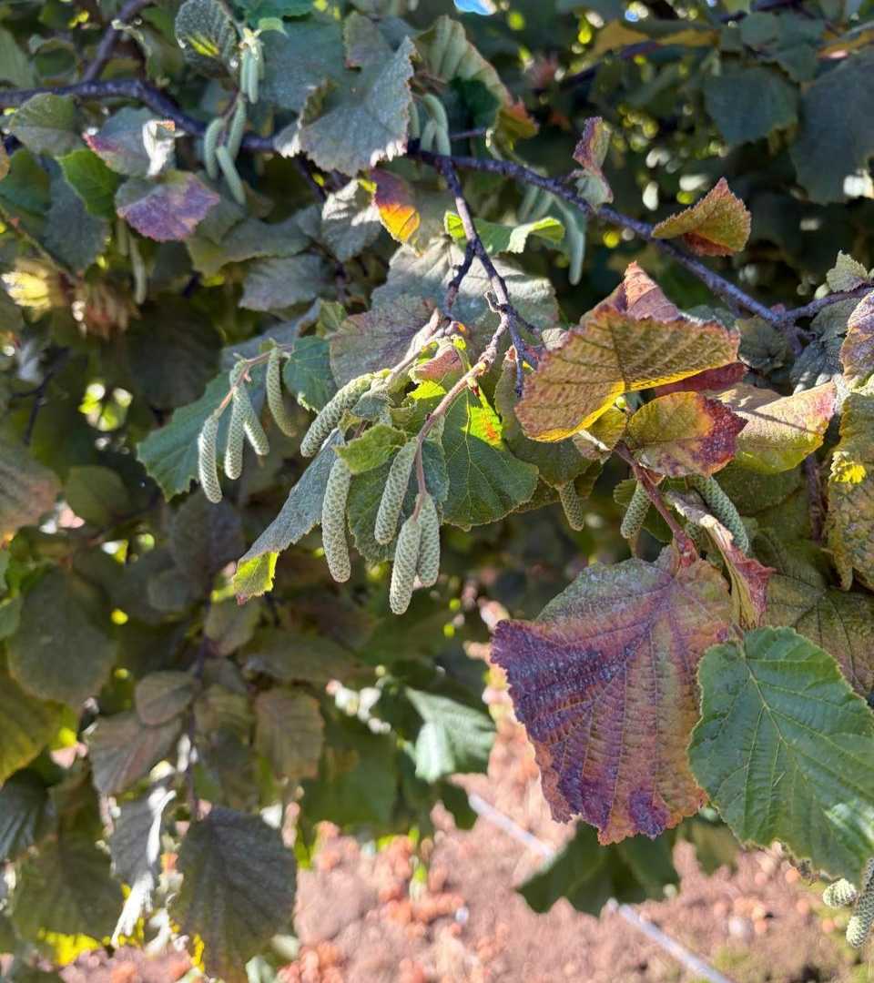 Innovación en el Sur: Zimex evalúa el impacto de la Polinización Asistida en Avellano Europeo mediante sistemas de Mallas de Cosecha
