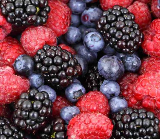 Gobierno del Maule impulsa a 150 agricultores de Yerbas Buenas con millonario plan de apoyo a los cultivo de berries