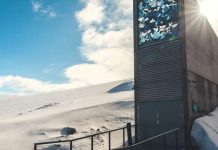 El futuro de la aceituna está asegurado: ya hay semillas de olivo en la ‘bóveda del fin del mundo’ del Ártico