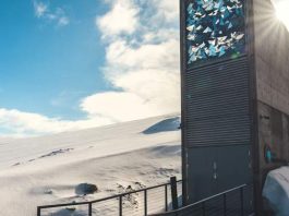 El futuro de la aceituna está asegurado: ya hay semillas de olivo en la ‘bóveda del fin del mundo’ del Ártico El futuro de la aceituna está asegurado: ya hay semillas de olivo en la ‘bóveda del fin del mundo’ del Ártico