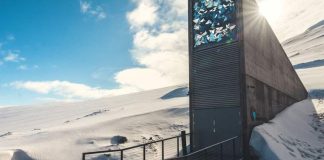 El futuro de la aceituna está asegurado: ya hay semillas de olivo en la ‘bóveda del fin del mundo’ del Ártico El futuro de la aceituna está asegurado: ya hay semillas de olivo en la ‘bóveda del fin del mundo’ del Ártico