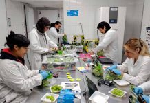 Resultados de postcosecha evaluarán si uva de mesa con menos agua mantiene su calidad Resultados de postcosecha evaluarán si uva de mesa con menos agua mantiene su calidad