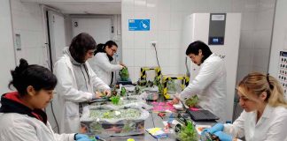 Resultados de postcosecha evaluarán si uva de mesa con menos agua mantiene su calidad