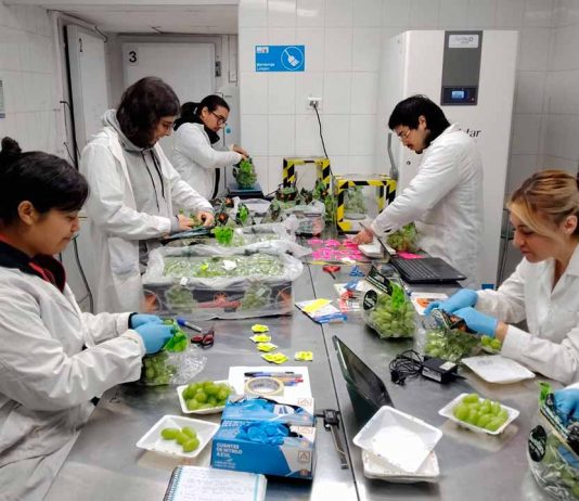Resultados de postcosecha evaluarán si uva de mesa con menos agua mantiene su calidad