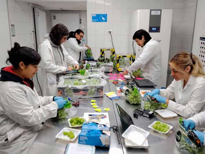 Resultados de postcosecha evaluarán si uva de mesa con menos agua mantiene su calidad
