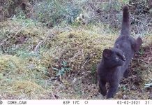 Confirman relevancia internacional de sistema chileno de monitoreo de fauna