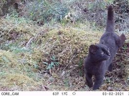 Confirman relevancia internacional de sistema chileno de monitoreo de fauna Confirman relevancia internacional de sistema chileno de monitoreo de fauna