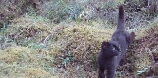 Noticia: Confirman relevancia internacional de sistema chileno de monitoreo de fauna