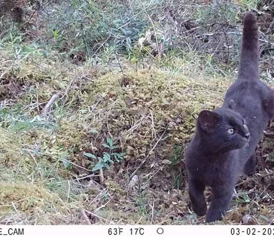Confirman relevancia internacional de sistema chileno de monitoreo de fauna