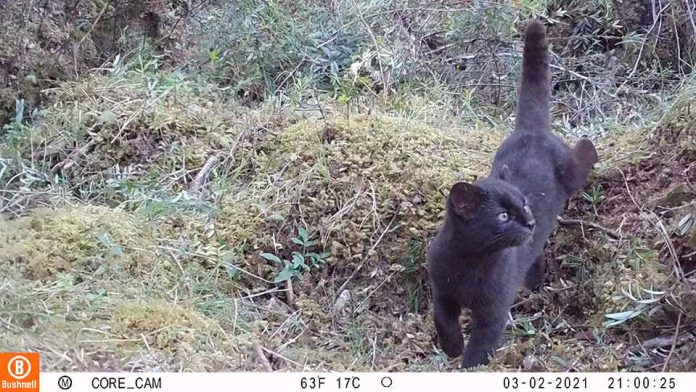 Confirman relevancia internacional de sistema chileno de monitoreo de fauna