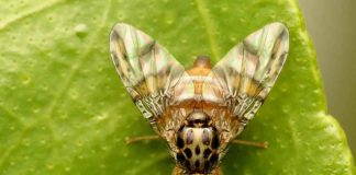 SAG realiza control de la mosca de la fruta en Tocopilla SAG realiza control de la mosca de la fruta en Tocopilla