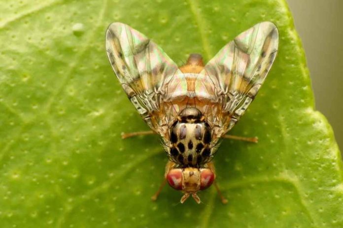 SAG realiza control de la mosca de la fruta en Tocopilla