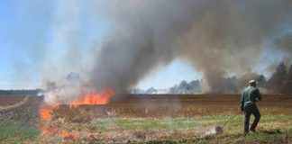 CONAF llama a respetar el calendario de quemas para prevenir incendios forestales