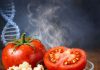 Edición genética logra tomate con aroma a palomitas y abre nueva frontera en calidad alimentaria Edición genética logra tomate con aroma a palomitas y abre nueva frontera en calidad alimentaria