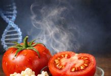 Edición genética logra tomate con aroma a palomitas y abre nueva frontera en calidad alimentaria Edición genética logra tomate con aroma a palomitas y abre nueva frontera en calidad alimentaria