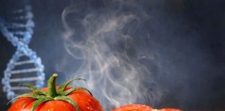 Edición genética logra tomate con aroma a palomitas y abre nueva frontera en calidad alimentaria Edición genética logra tomate con aroma a palomitas y abre nueva frontera en calidad alimentaria
